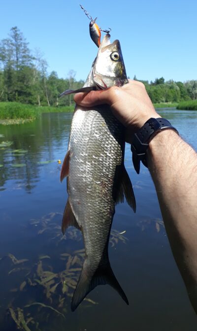 Asp — Šventoji