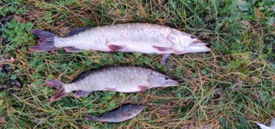 Northern Pike ×2
