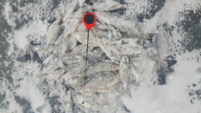 Carp bream