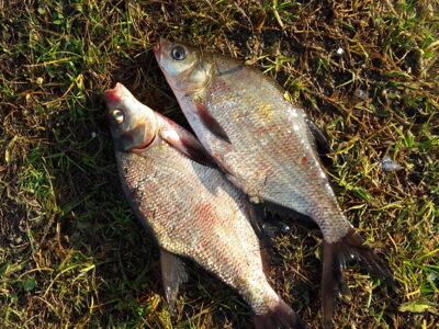 Carp bream — Karklėnų