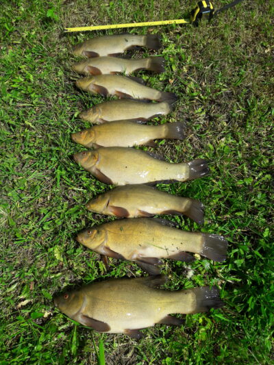 Tench ×9 — Šaukėnų I-asis