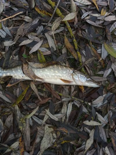 Northern Pike