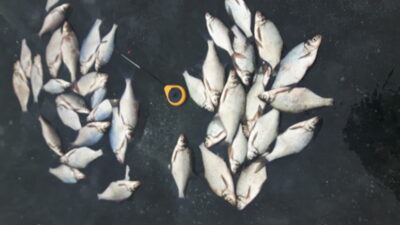 Carp bream