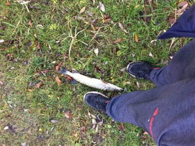 Northern Pike, 0.4 kg — Nevėža