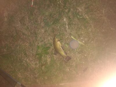Tench