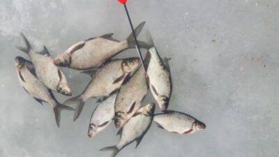 Carp bream