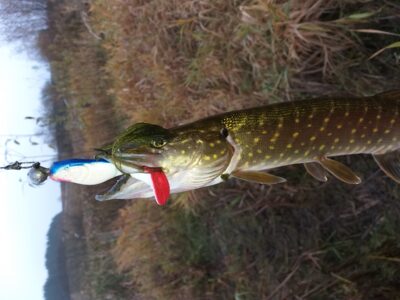 Northern Pike