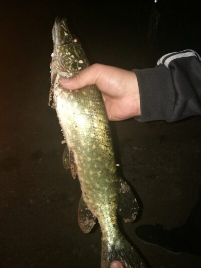 Northern Pike, 0.9 kg — Smilgių