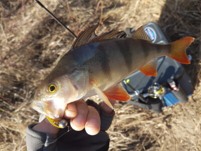 Eurasian perch