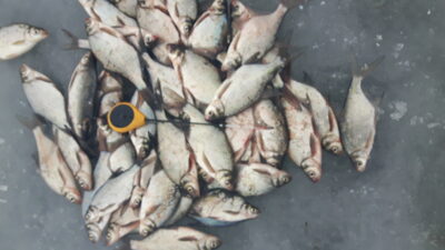 Carp bream