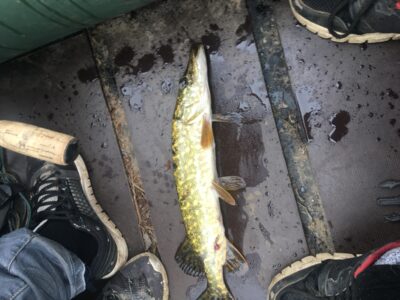 Northern Pike, 0.6 kg — Mūšėjus