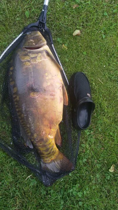 Carp, 11.3 kg