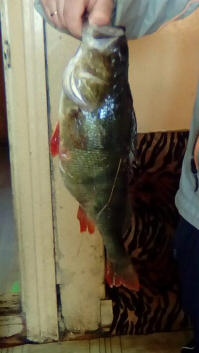 Eurasian perch, 1.0 kg — Ygla