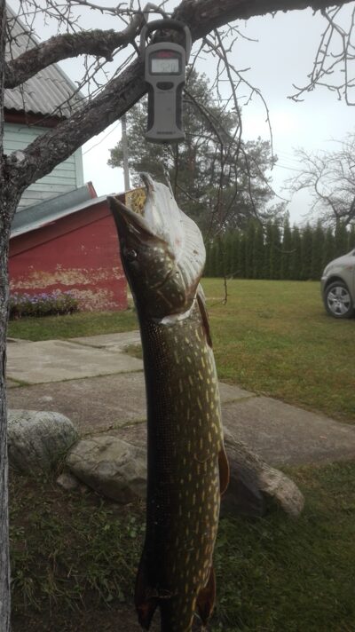 Northern Pike, 5.2 kg — Kiaunas