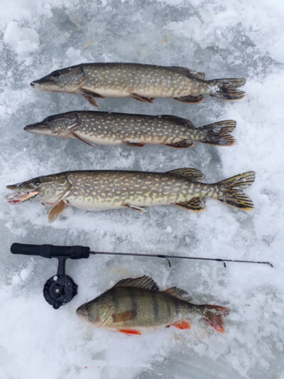 Northern Pike ×3