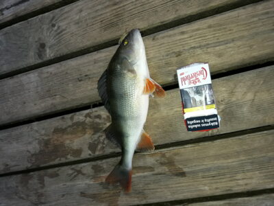 Eurasian perch, 0.4 kg