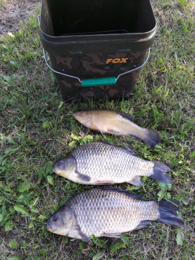 Prussian carp ×2 — Šaukėnų I-asis