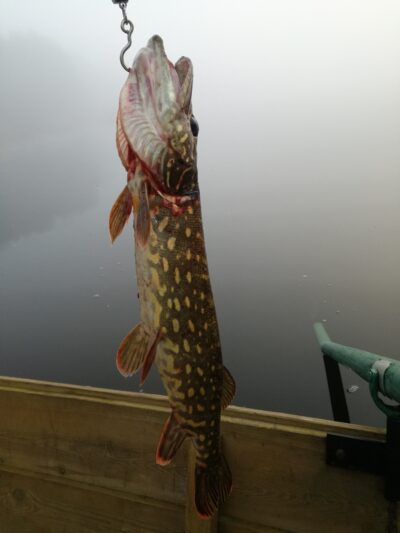 Northern Pike, 1.3 kg