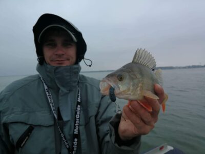 Eurasian perch
