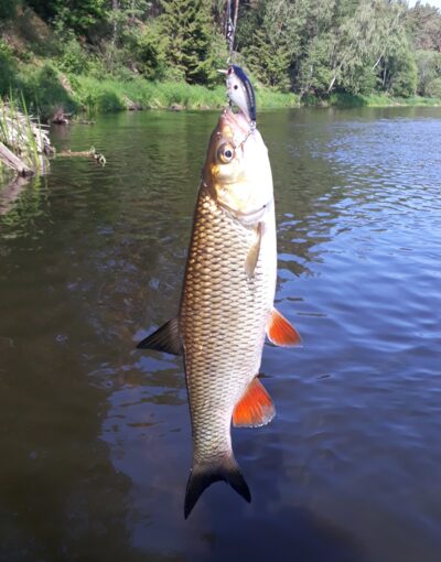 chub — Šventoji