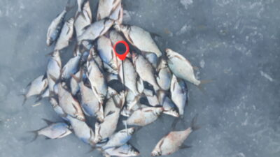 Carp bream