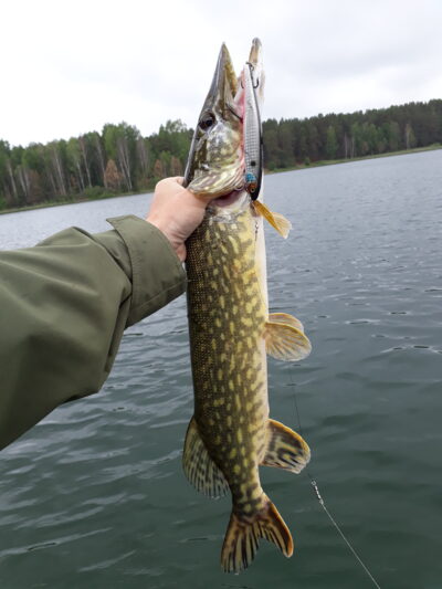 Northern Pike, 1.7 kg