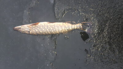 Northern Pike