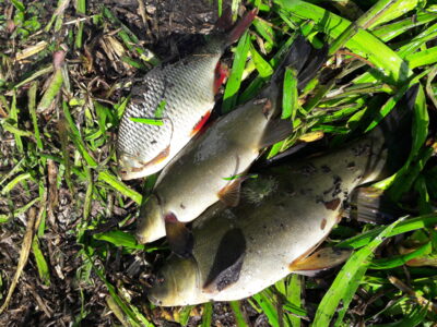 Tench ×2 — Užvenčio