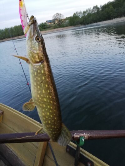 Northern Pike ×2 — Totoriškių