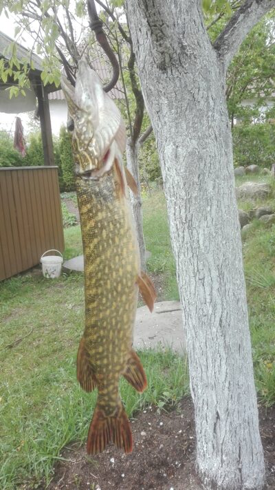 Northern Pike, 2.1 kg