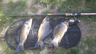 Mirror carp ×3