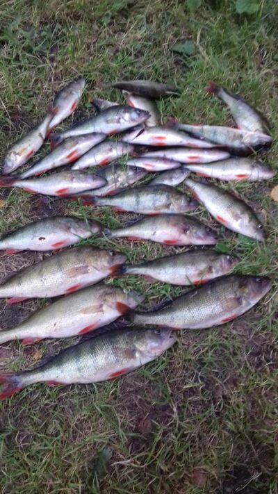 Eurasian perch — Luodis