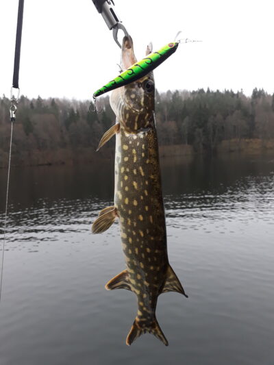 Northern Pike