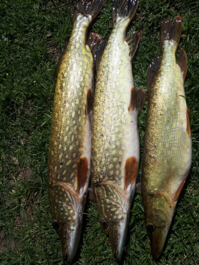 Northern Pike ×3