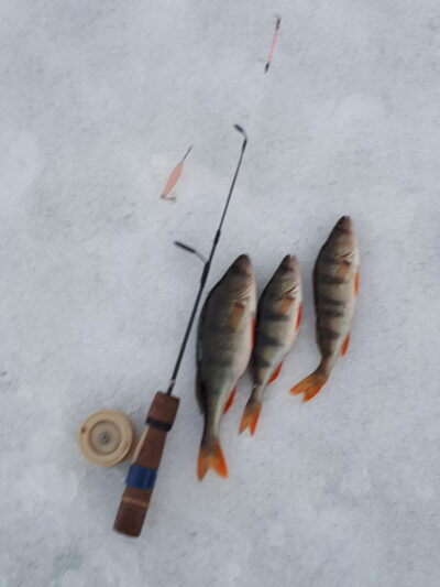 Eurasian perch ×3 — Baltis
