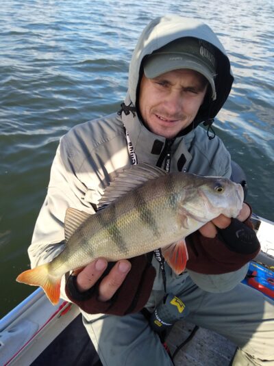 Eurasian perch