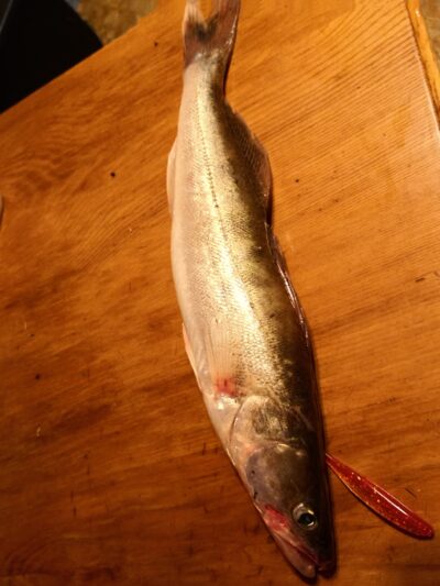 Pike perch — Kuršių