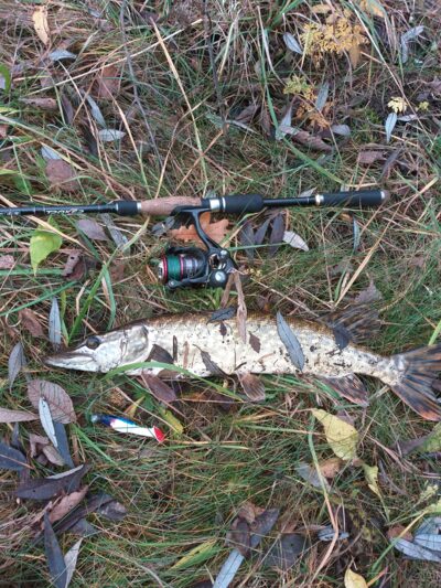 Northern Pike, 1.6 kg