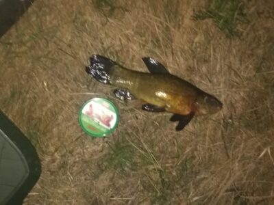 Tench, 0.7 kg