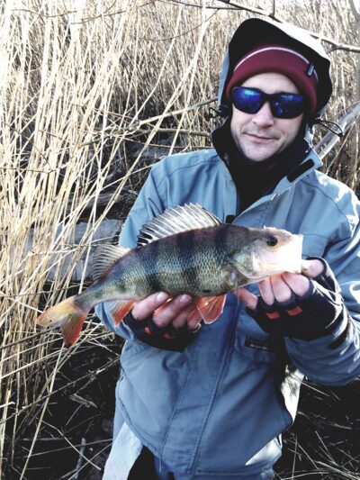 Eurasian perch
