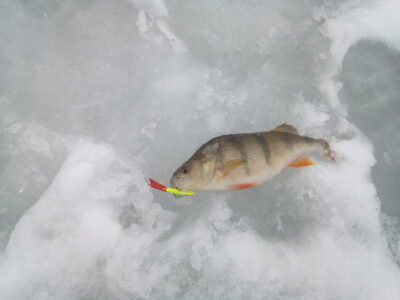 Eurasian perch, 0.4 kg