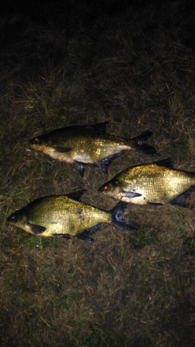Carp bream ×3 — Mūša