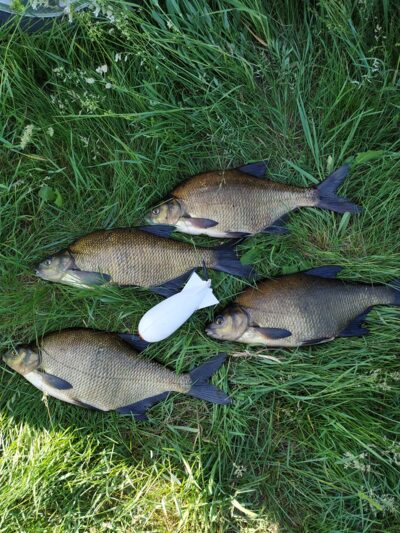 Carp bream ×4 — Mūša