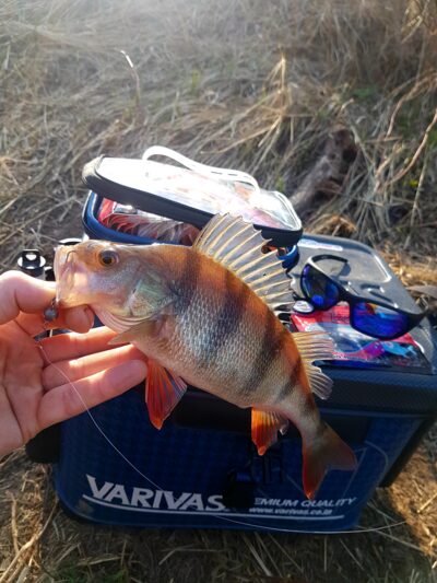 Eurasian perch
