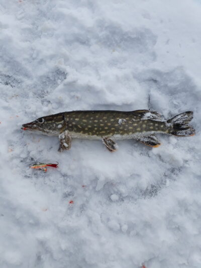 Northern Pike ×8