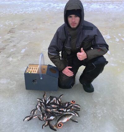 Eurasian perch