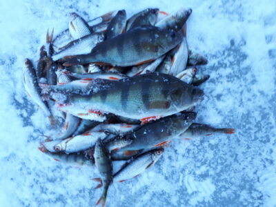 Eurasian perch ×3