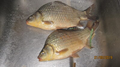 Prussian carp, 0.4 kg