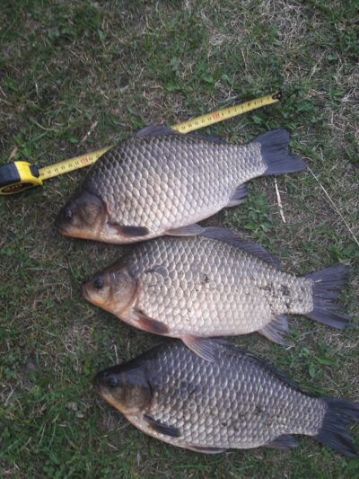 Prussian carp ×3 — Vėjinės