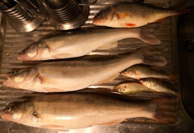 Pike perch ×3 — Kuršių